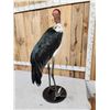 Image 7 : Rare African Marabou Stork Full Body Bird Taxidermy