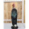 Image 8 : Rare African Marabou Stork Full Body Bird Taxidermy