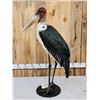 Image 9 : Rare African Marabou Stork Full Body Bird Taxidermy