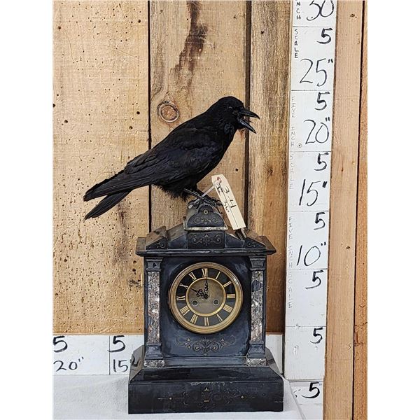 European Carrion Crow On An Antique Mantle Clock