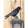 Image 2 : European Carrion Crow On An Antique Mantle Clock