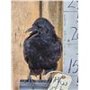 Image 4 : European Carrion Crow On An Antique Mantle Clock