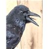 Image 6 : European Carrion Crow On An Antique Mantle Clock