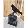 Image 7 : European Carrion Crow On An Antique Mantle Clock