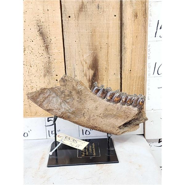 Ancient Woolly Rhinoceros Jaw Section With Teeth