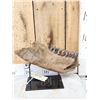 Image 1 : Ancient Woolly Rhinoceros Jaw Section With Teeth