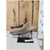 Image 3 : Ancient Woolly Rhinoceros Jaw Section With Teeth