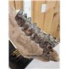 Image 5 : Ancient Woolly Rhinoceros Jaw Section With Teeth