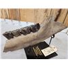 Image 6 : Ancient Woolly Rhinoceros Jaw Section With Teeth