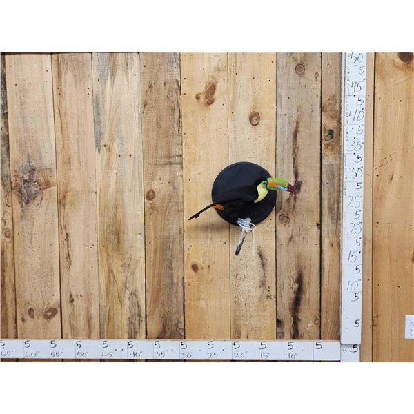Keel-Billed Toucan Full Body Bird Taxidermy