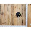 Image 1 : Keel-Billed Toucan Full Body Bird Taxidermy