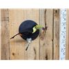 Image 2 : Keel-Billed Toucan Full Body Bird Taxidermy