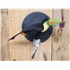 Image 3 : Keel-Billed Toucan Full Body Bird Taxidermy