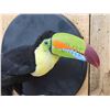 Image 4 : Keel-Billed Toucan Full Body Bird Taxidermy