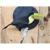 Image 8 : Keel-Billed Toucan Full Body Bird Taxidermy