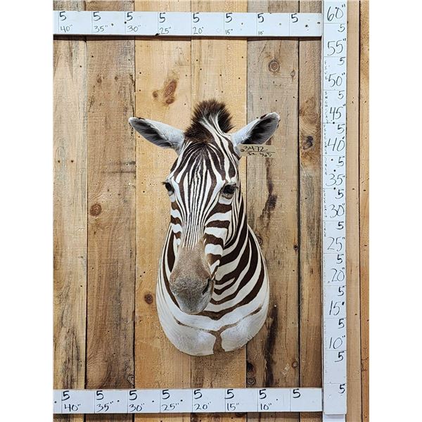 Gorgeous African Zebra Shoulder mount great