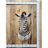 Image 1 : Gorgeous African Zebra Shoulder mount great