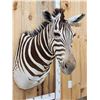 Image 2 : Gorgeous African Zebra Shoulder mount great
