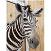 Image 3 : Gorgeous African Zebra Shoulder mount great