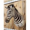 Image 4 : Gorgeous African Zebra Shoulder mount great