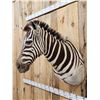 Image 5 : Gorgeous African Zebra Shoulder mount great