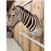 Image 6 : Gorgeous African Zebra Shoulder mount great