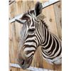 Image 7 : Gorgeous African Zebra Shoulder mount great