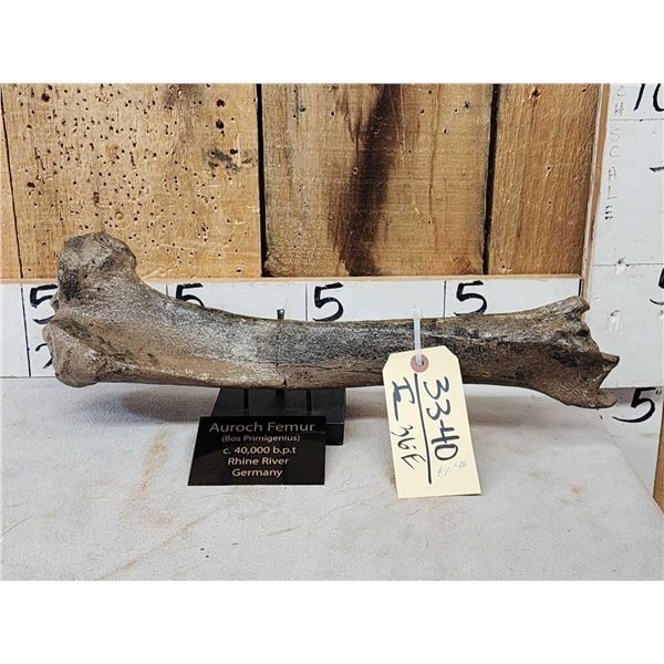 Ancient Auroch Femur Fossil