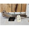 Image 1 : Ancient Auroch Femur Fossil