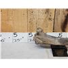 Image 2 : Ancient Auroch Femur Fossil