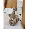 Image 4 : Ancient Auroch Femur Fossil