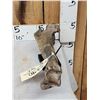 Image 5 : Ancient Auroch Femur Fossil