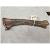 Image 6 : Ancient Auroch Femur Fossil