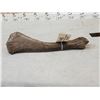Image 7 : Ancient Auroch Femur Fossil