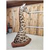 Image 10 : Spectacular Giraffe Floor Pedestal Taxidermy Mount