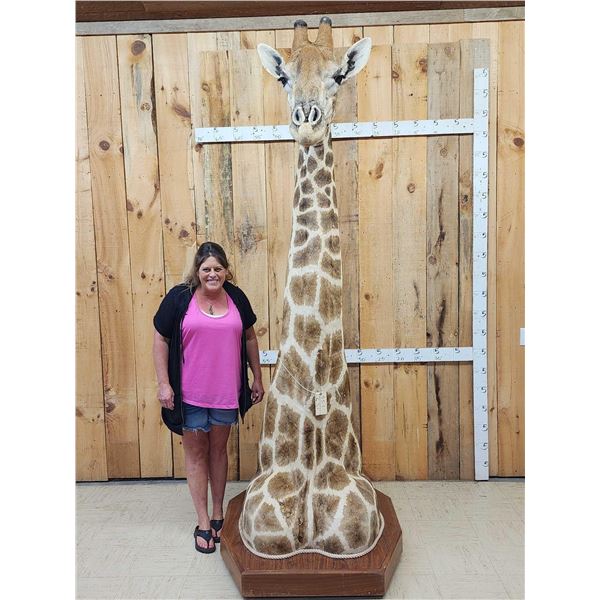 Spectacular Giraffe Floor Pedestal Taxidermy Mount