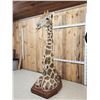 Image 2 : Spectacular Giraffe Floor Pedestal Taxidermy Mount