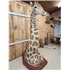 Image 3 : Spectacular Giraffe Floor Pedestal Taxidermy Mount