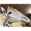 Image 4 : Spectacular Giraffe Floor Pedestal Taxidermy Mount