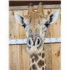 Image 5 : Spectacular Giraffe Floor Pedestal Taxidermy Mount