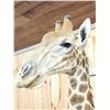 Image 6 : Spectacular Giraffe Floor Pedestal Taxidermy Mount