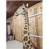 Image 7 : Spectacular Giraffe Floor Pedestal Taxidermy Mount