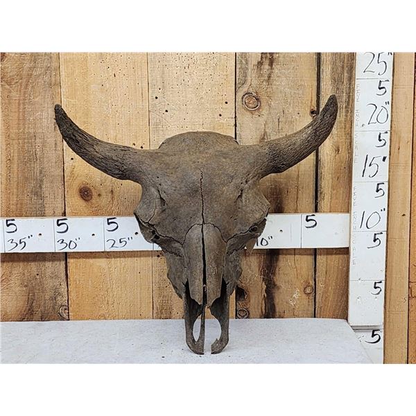 Ancient American Bison Buffalo Skull Fossilized Fossil