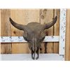 Image 1 : Ancient American Bison Buffalo Skull Fossilized Fossil