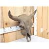 Image 2 : Ancient American Bison Buffalo Skull Fossilized Fossil