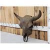 Image 3 : Ancient American Bison Buffalo Skull Fossilized Fossil