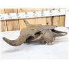 Image 5 : Ancient American Bison Buffalo Skull Fossilized Fossil