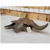 Image 6 : Ancient American Bison Buffalo Skull Fossilized Fossil