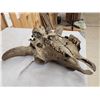 Image 8 : Ancient American Bison Buffalo Skull Fossilized Fossil