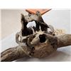 Image 9 : Ancient American Bison Buffalo Skull Fossilized Fossil